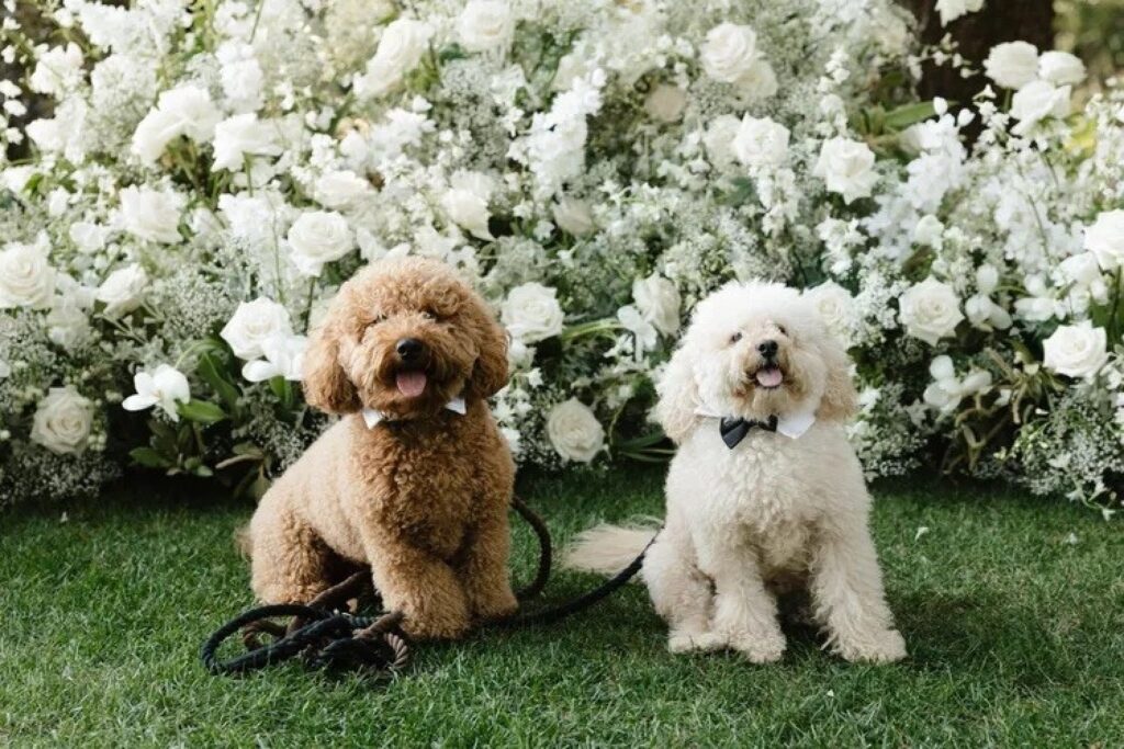 Wedding Guests from Generation Z